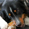 Dog Chewing Bone Tho Ge Pixabay