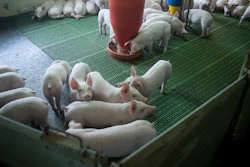 White piglets gathered around a red feeder on a green slatted floor in a pig farming facility