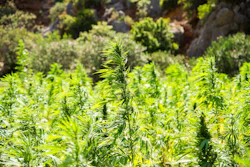 Hemp 2773112 1280