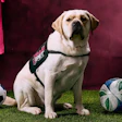 St. Louis CITY SC, Purina and CHAMP officially welcomed Petey to the CITY family by “signing” him to the team via a ceremonial paw print and jersey presentation.