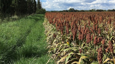 Sorghum Field Flowering Pixabay