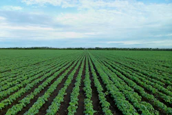 Soybean Field 1610754 1280