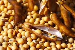 Soybeans And Pods