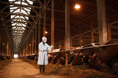 Vet With Cows