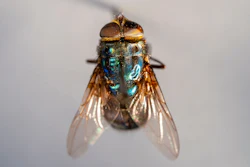 Texas A&M AgriLife and the Office of Radiological Security, part of the National Nuclear Security Administration, is teaming up on a national effort to combat New World screwworm.