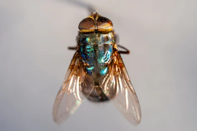 Texas A&M AgriLife and the Office of Radiological Security, part of the National Nuclear Security Administration, is teaming up on a national effort to combat New World screwworm.