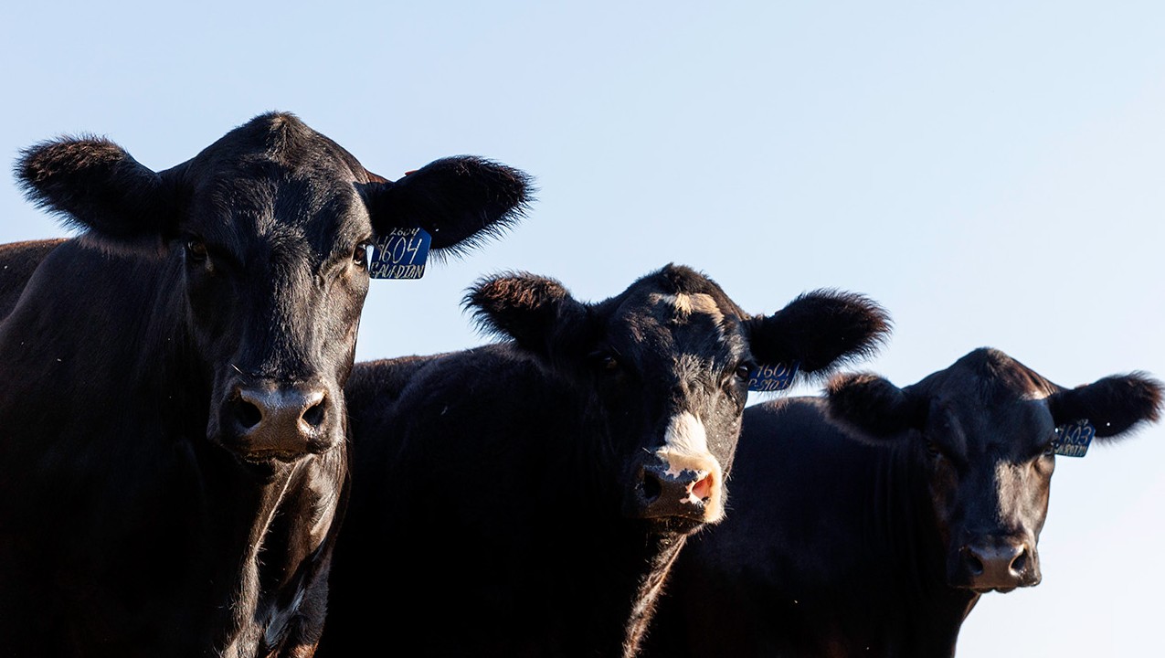 Cattle