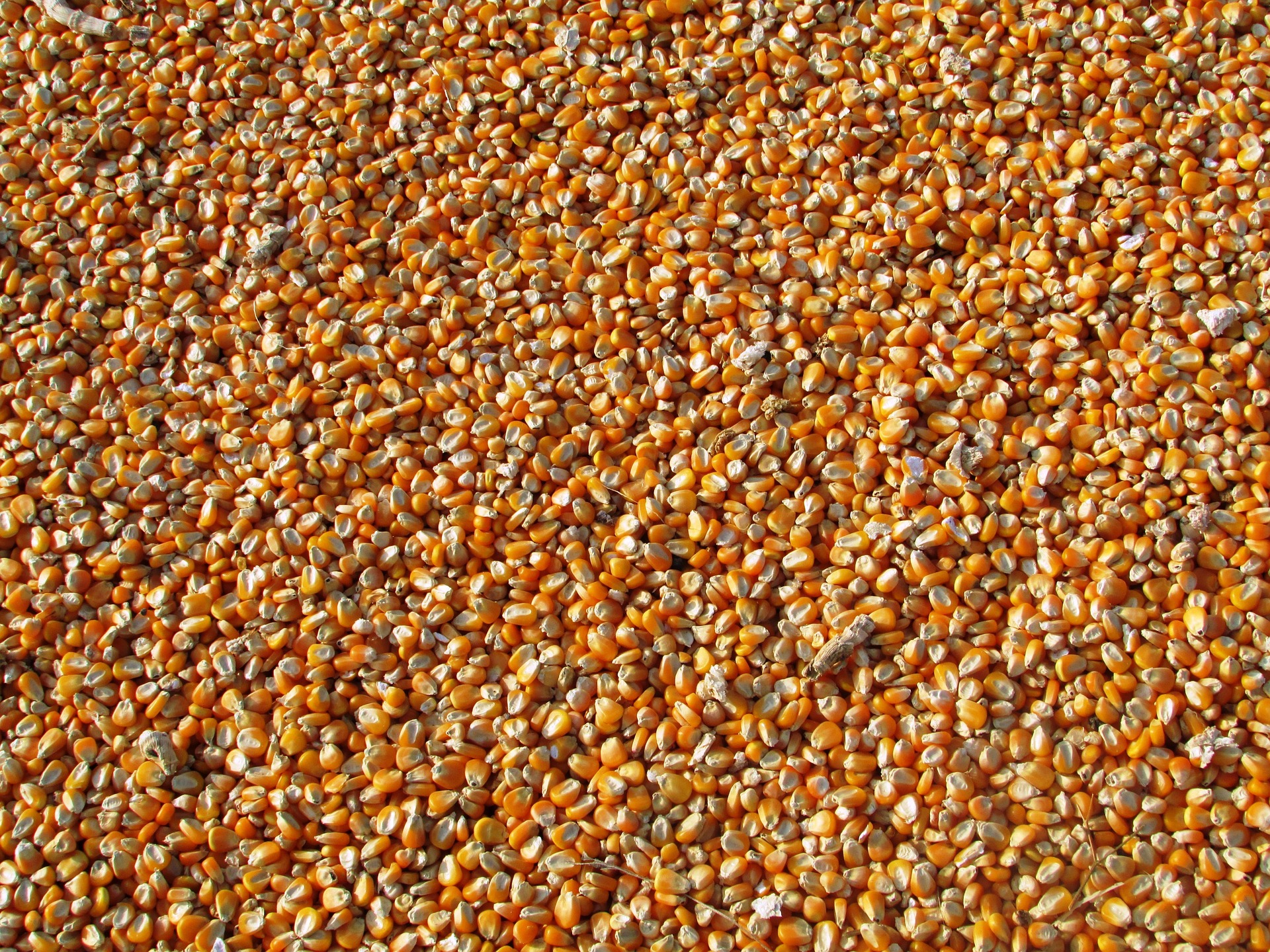 Corn 264520 1920