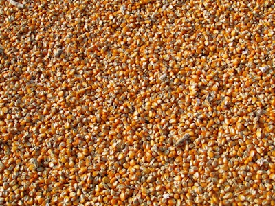 Corn 264520 1920