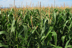 Corn Field Green Growing