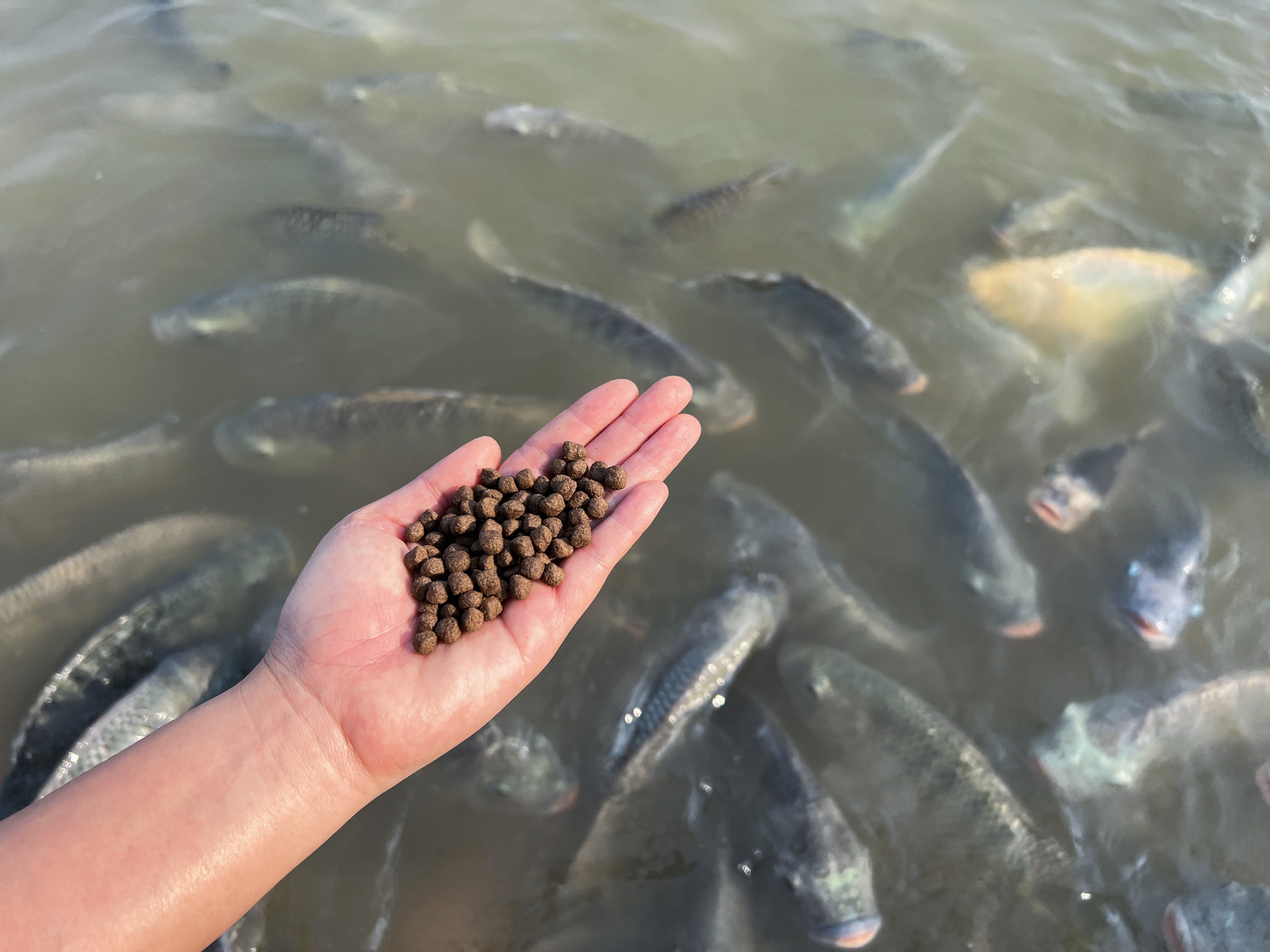 Hand holding fish food pellets over water with swimming fish