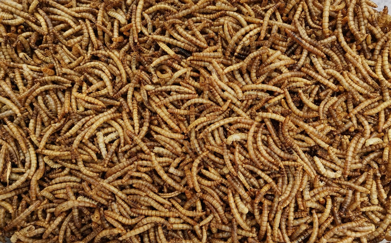 Pile of dried, golden-brown mealworms tightly clustered together