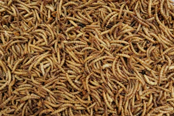 Pile of dried, golden-brown mealworms tightly clustered together