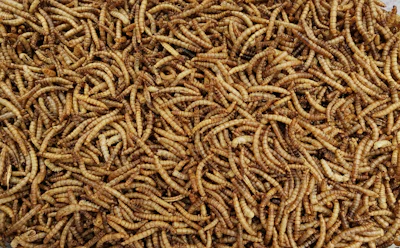 Pile of dried, golden-brown mealworms tightly clustered together