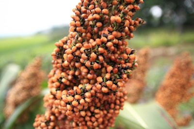 Sorghum Close Up