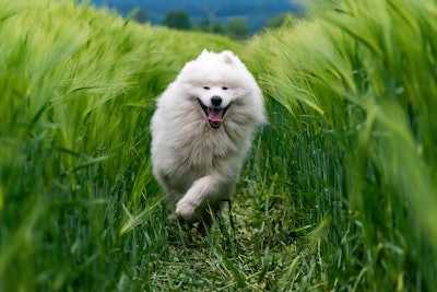 White Dog In Green Wheat Field Xtrodinary Pixabay