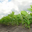 Young Soybeans In Field