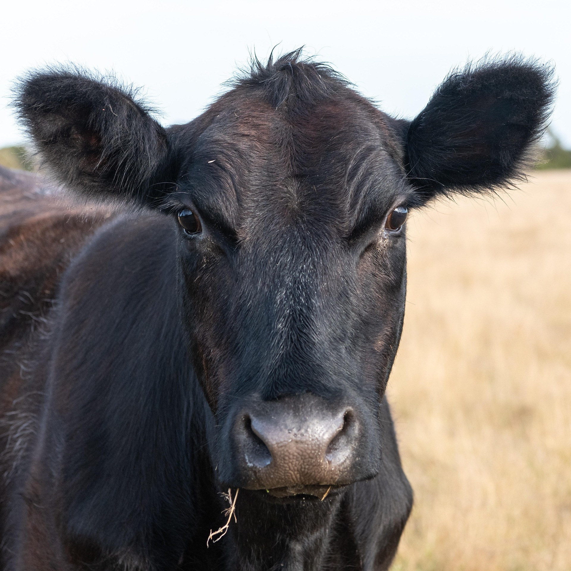 Black Angus Cow
