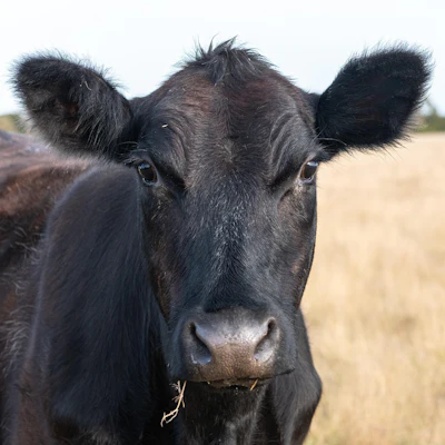 Black Angus Cow
