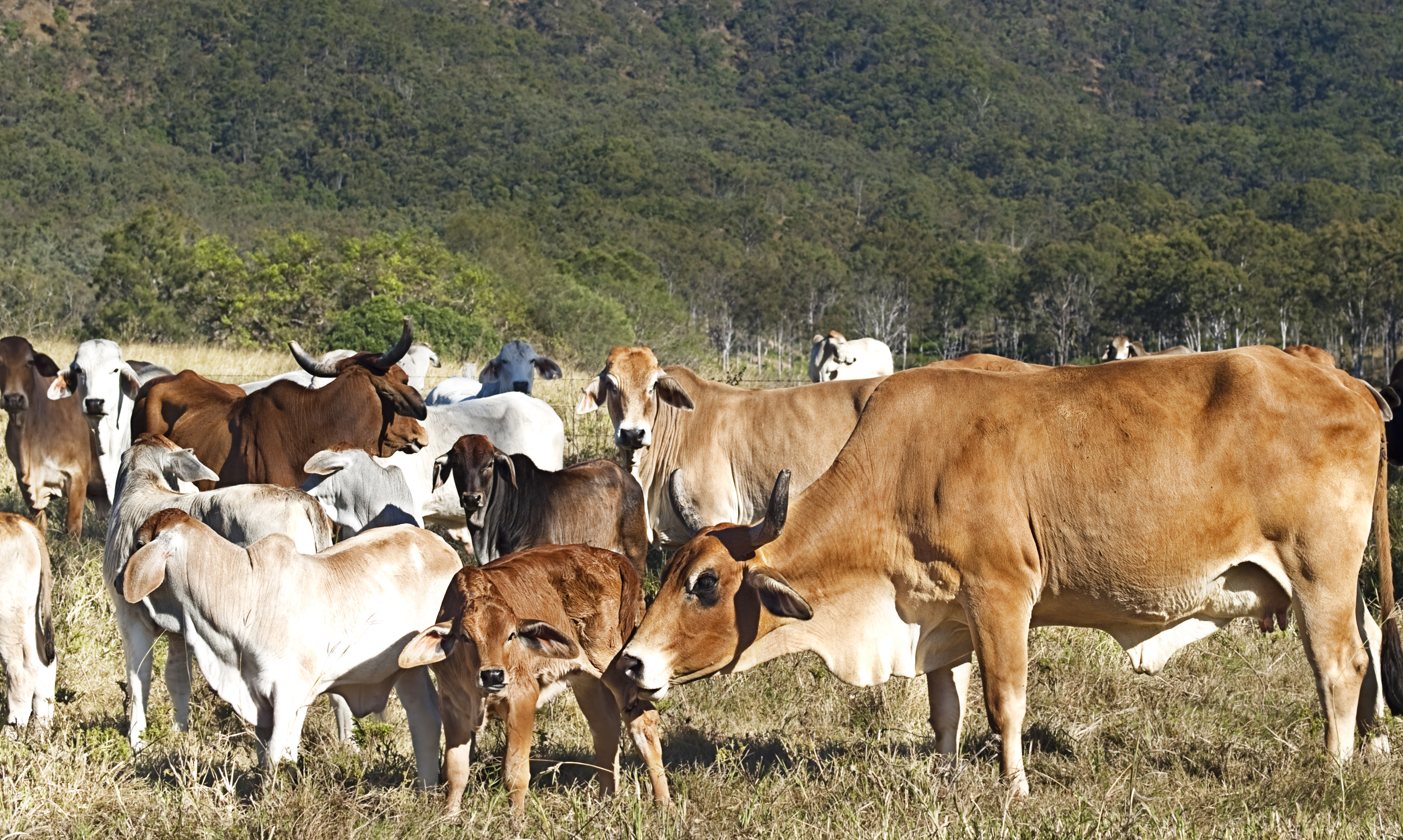 Brahman Cattle Calf