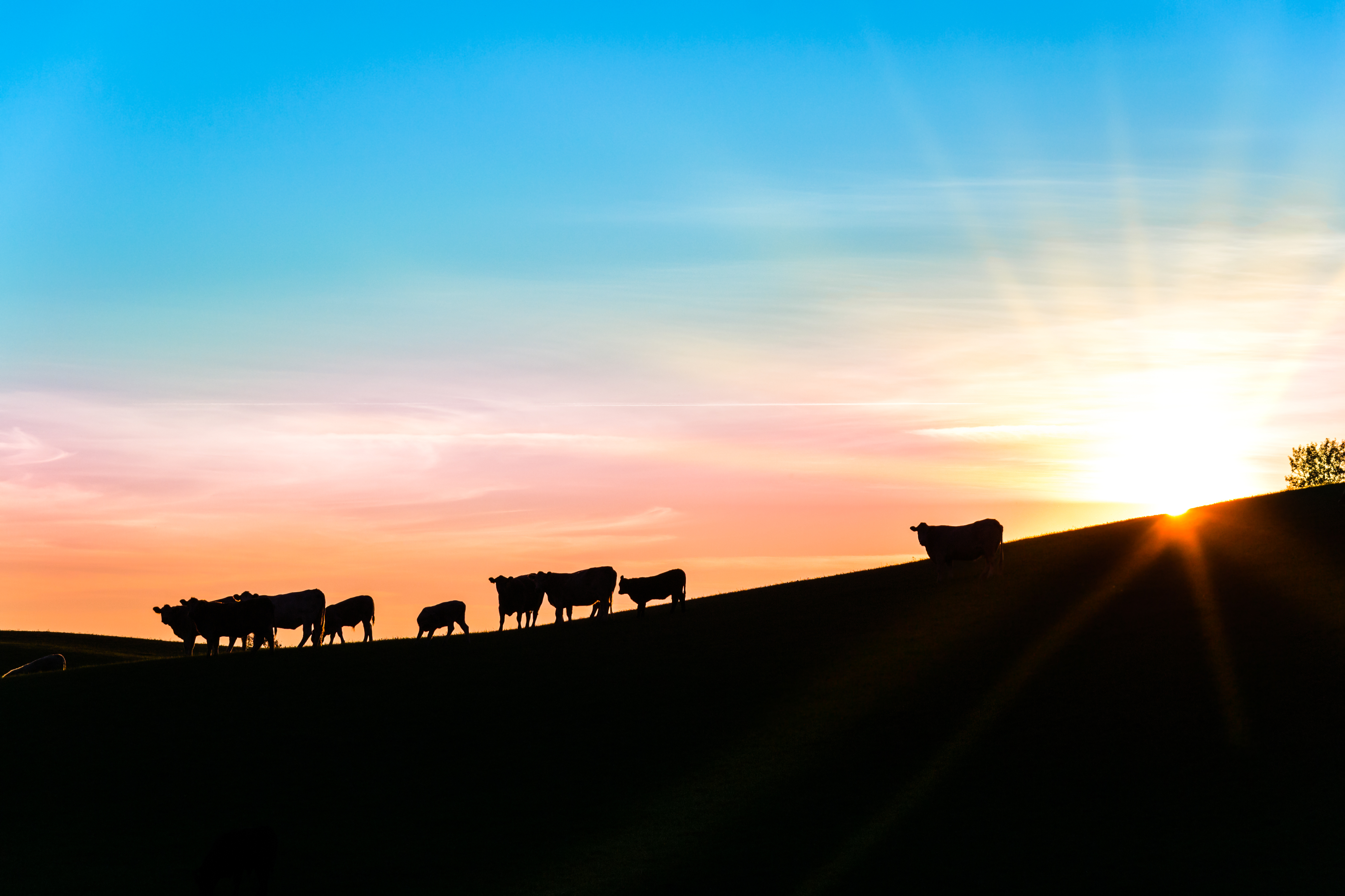 Cattle Silhouette Sun