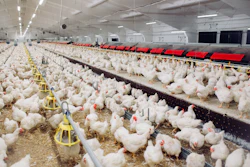 Large industrial chicken farm with numerous white chickens in a crowded indoor facility