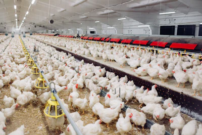 Large industrial chicken farm with numerous white chickens in a crowded indoor facility