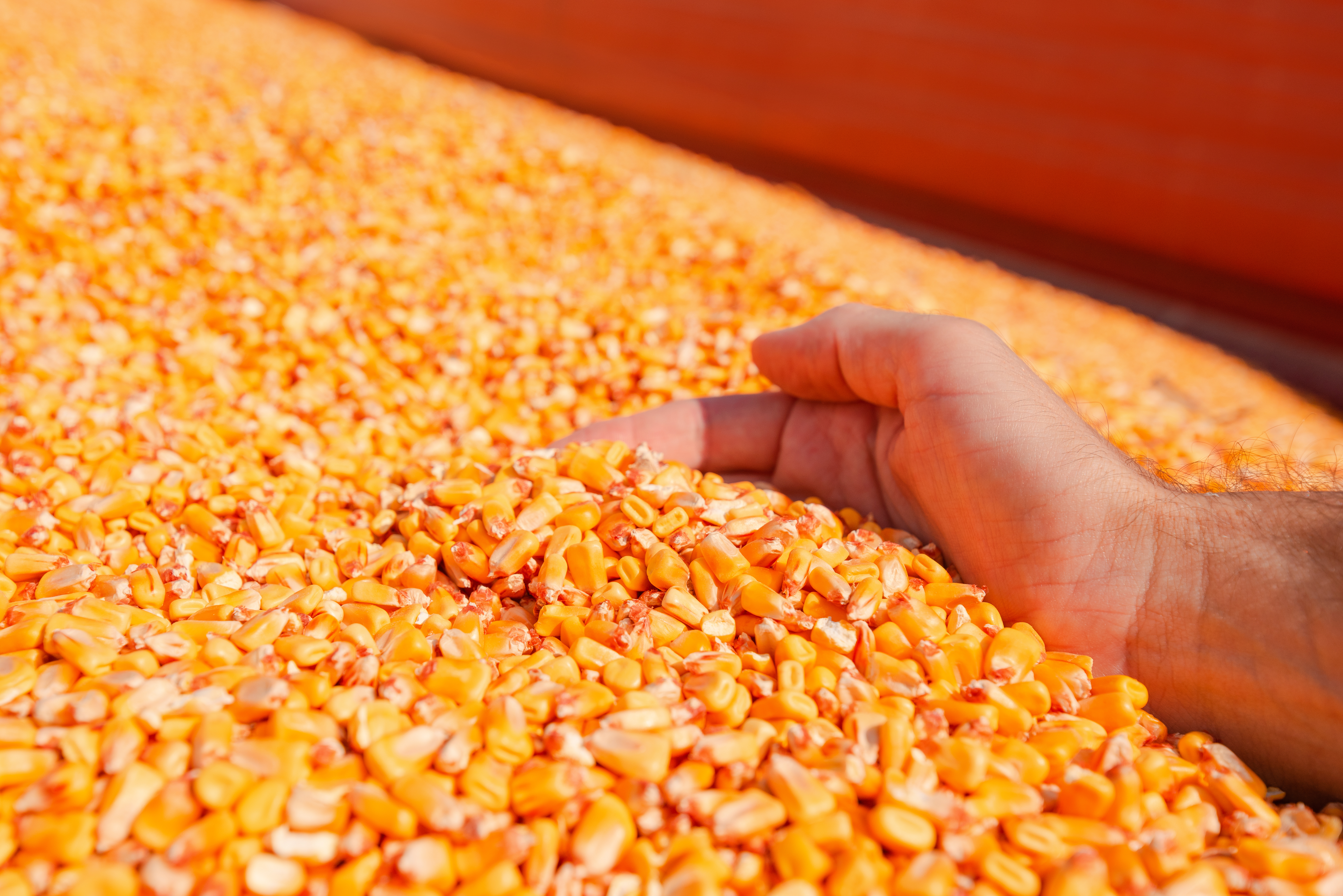 Corn Hand