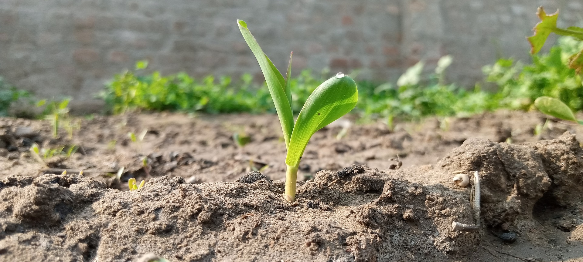 Corn Plant 6834492 1920