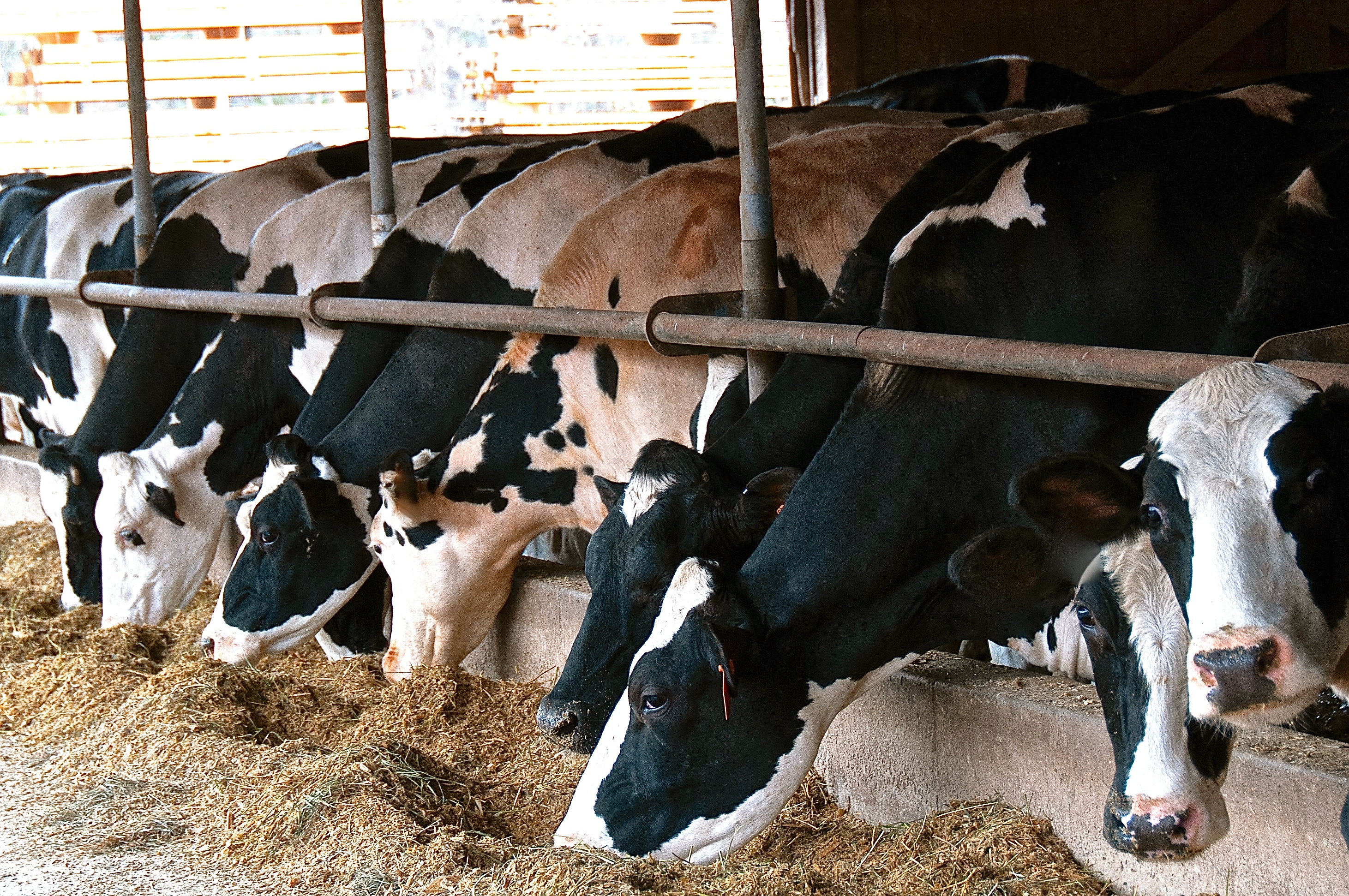 Dairy Cows In Barn