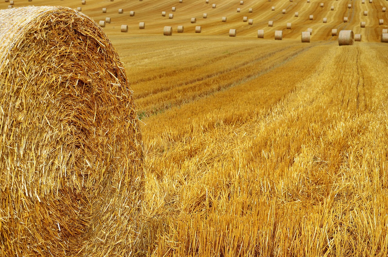Golden wheat field with large round hay bales after harvest