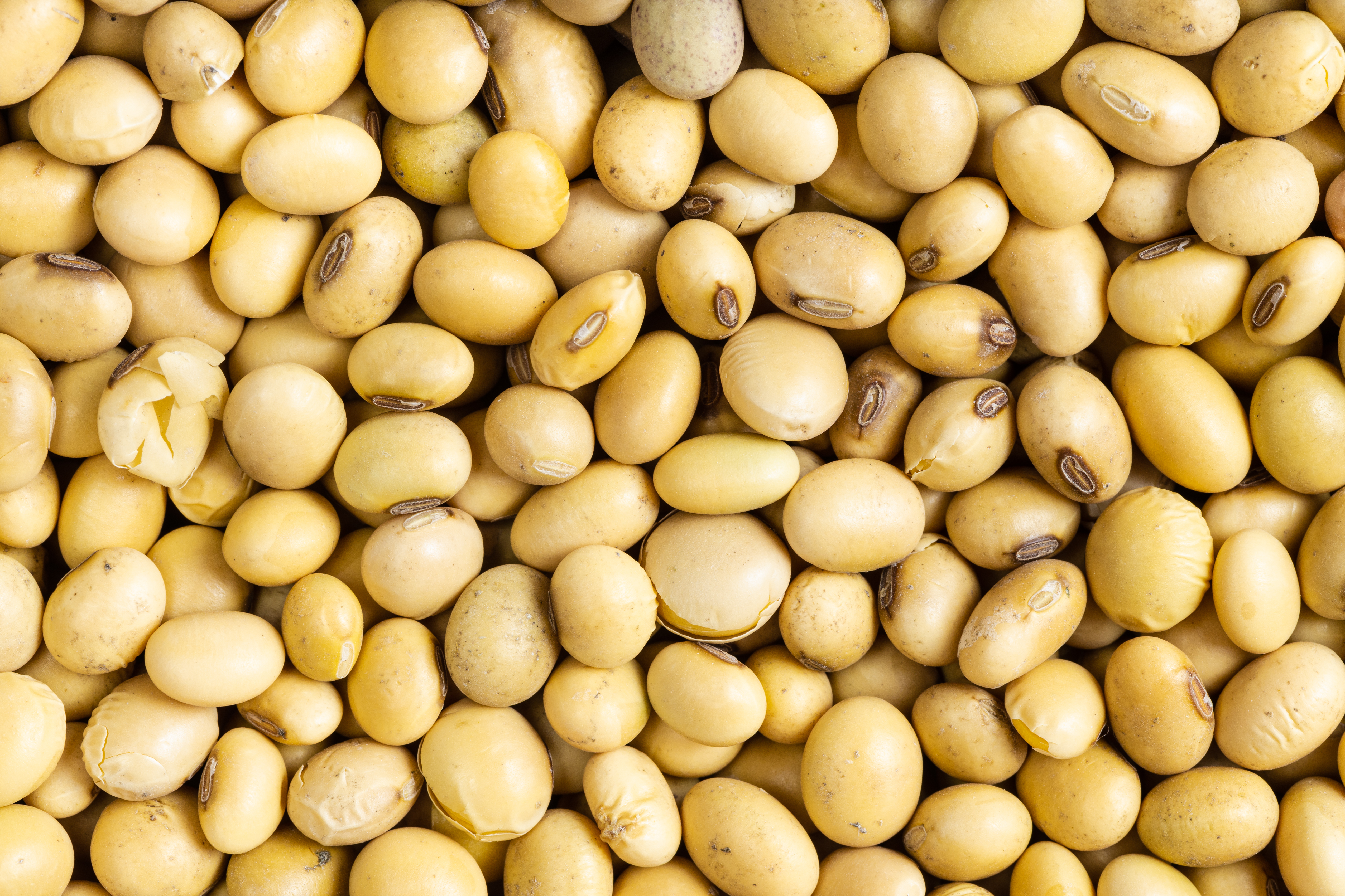 Soybeans Dried