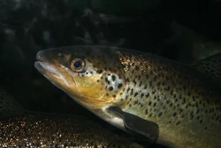 Trout Aquafarm Pixabay