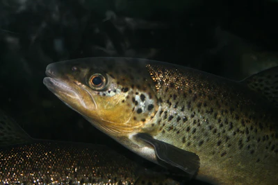 Trout Aquafarm Pixabay