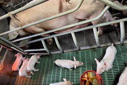 Piglets eating Nutrifure jellified feed.