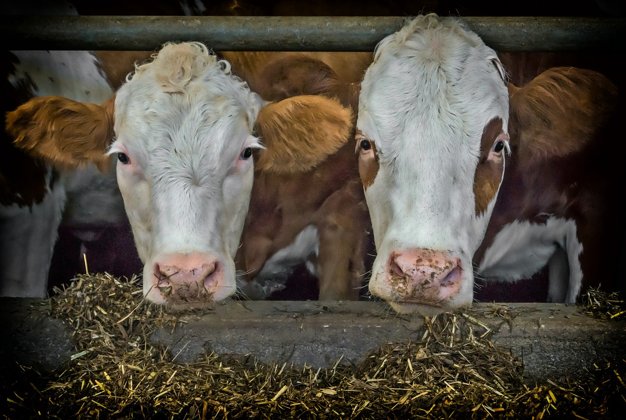Cows Beef Fence Feed Pixabay