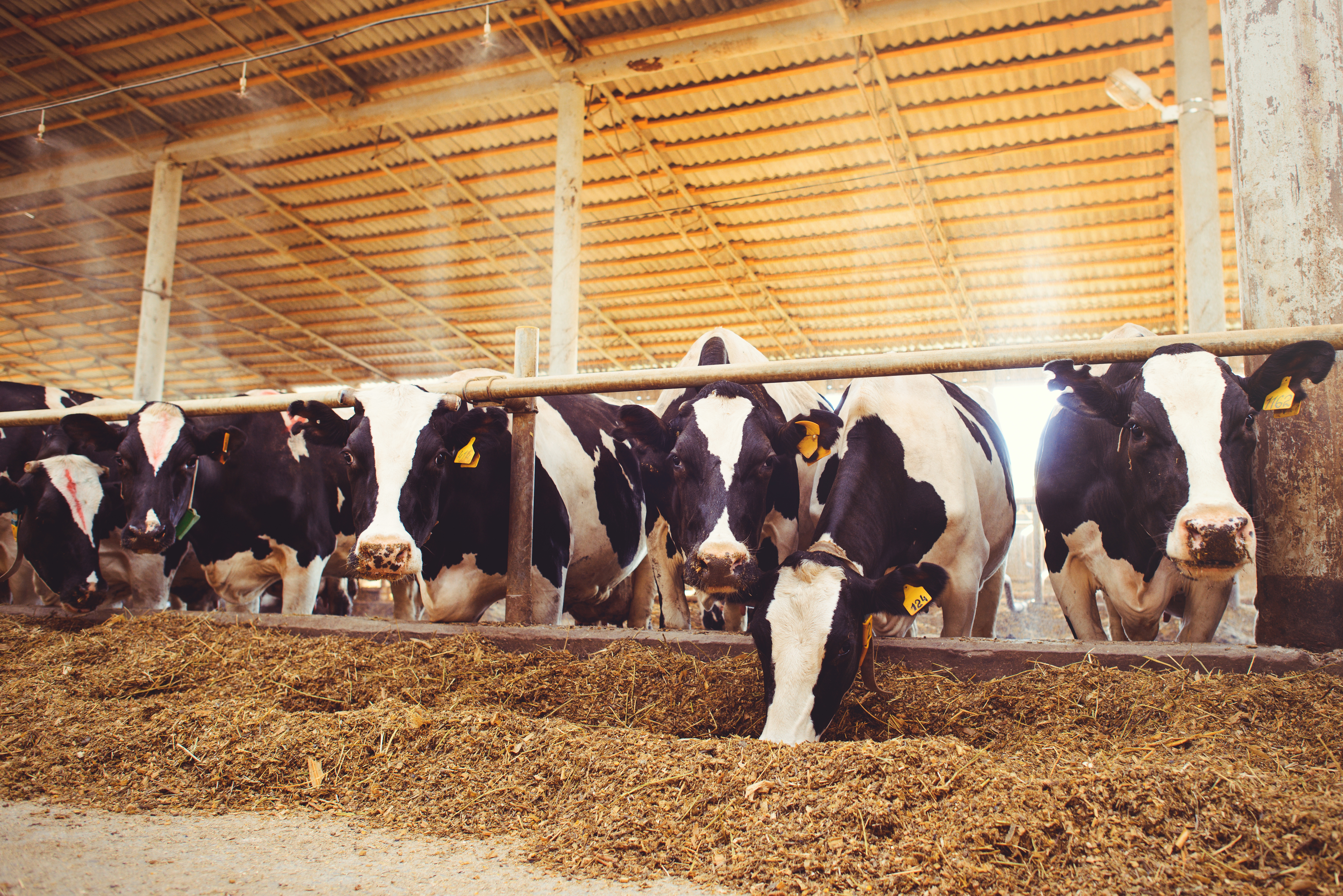 Holstein dairy cows standing in a straw-covered barn stall