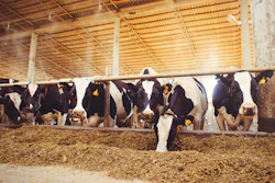 Holstein dairy cows standing in a straw-covered barn stall