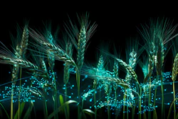 Digital Wheat Stalks