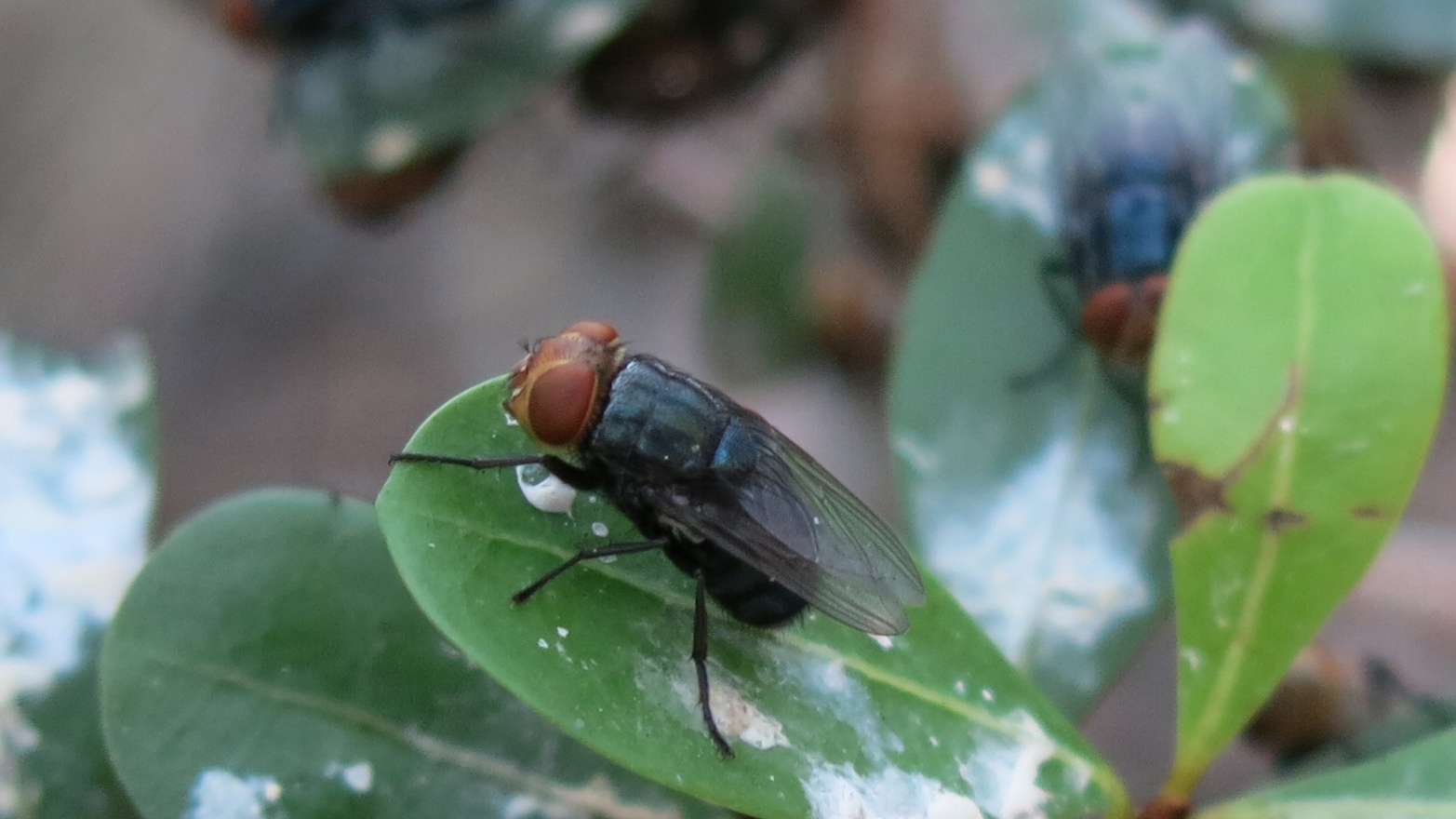 Blue-black fly resting on a green leaf with soft background