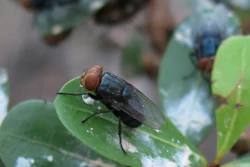 Blue-black fly resting on a green leaf with soft background