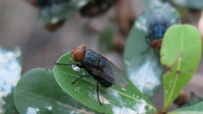 Blue-black fly resting on a green leaf with soft background