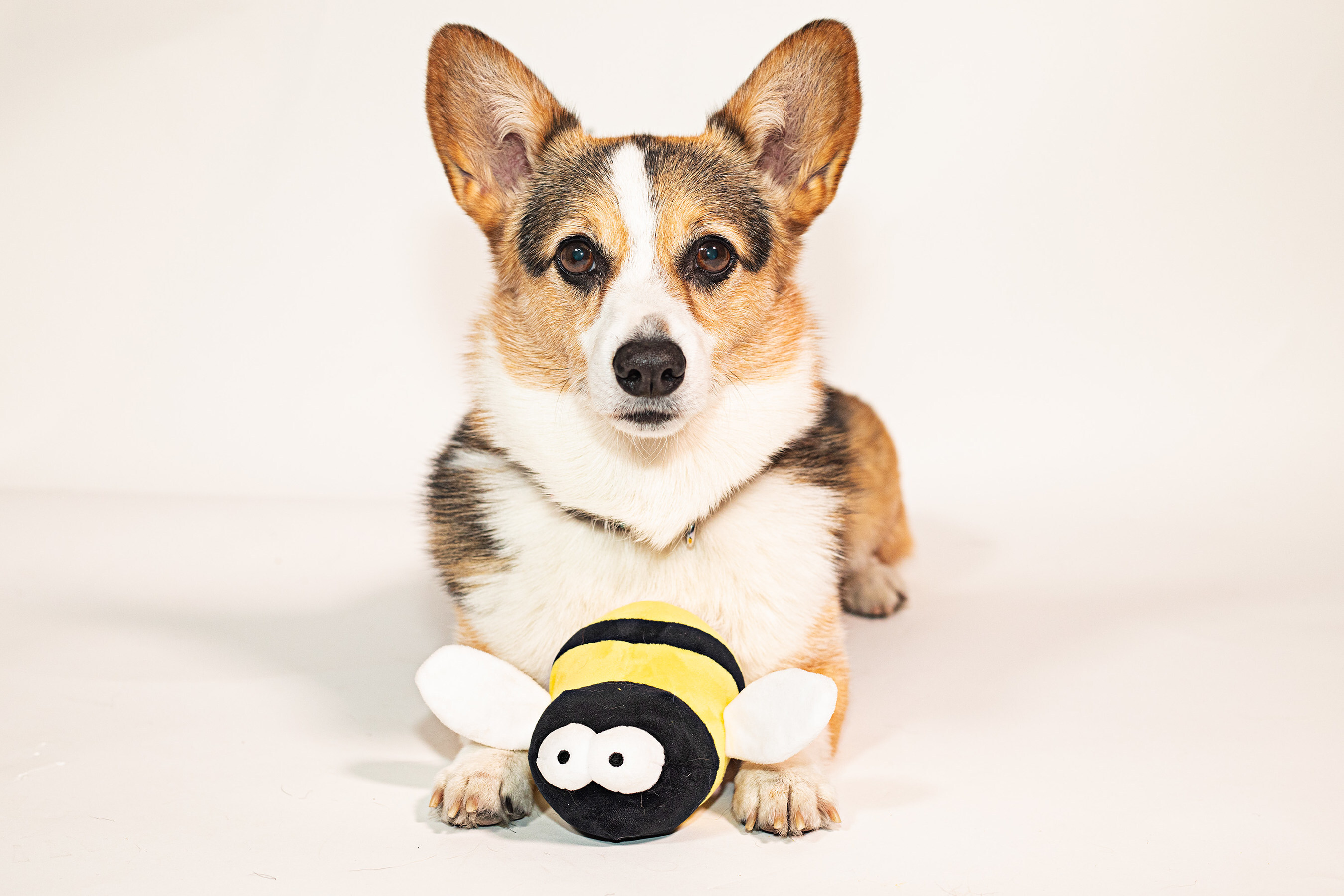 Corgi puppy sitting with cute black and yellow bee plush toy