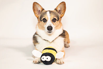 Corgi puppy sitting with cute black and yellow bee plush toy
