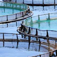 Aquaculture Fish Farm 1