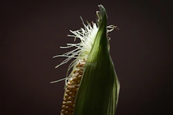 Corn 6143636 1280