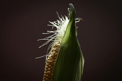 Corn 6143636 1280