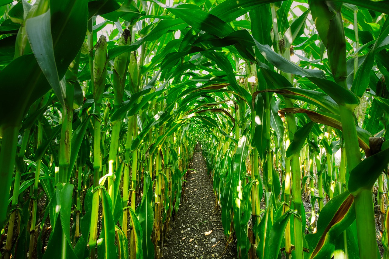Corn Growing In Row