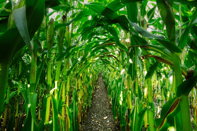 Corn Growing In Row