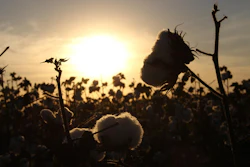 Cotton 1804669 1280